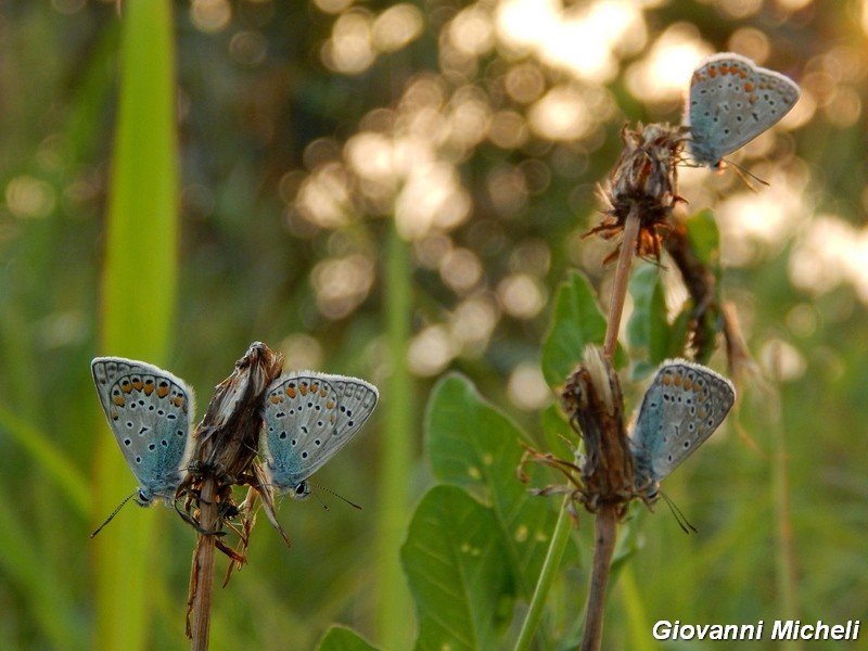 Dove vanno a dormire i Polyommatus icarus?